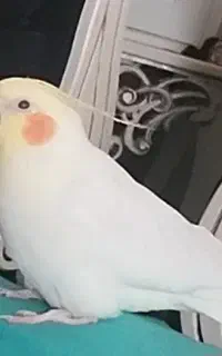 عروس هلندی گمشده در نظراباد