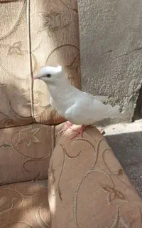 سفید پاک