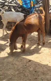 کهر نر