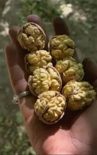 راز افزایش 30% تناژ گردو در الیگودرز همین الان