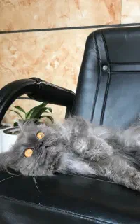 گربه