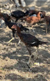 فروش جوجه مرغ و خروس لاری