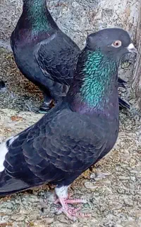 کبوتر آس