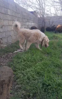 طوله سگ