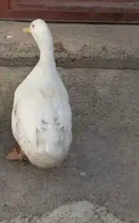 اردک معاوضه میشود