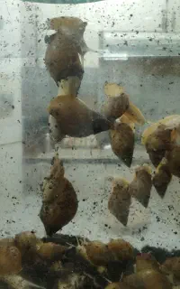 حلزون آلبینو