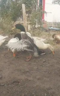 فروش اردک