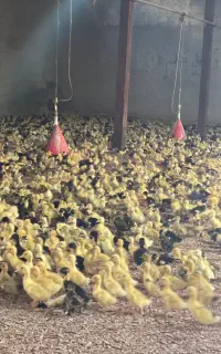 اردک پکنی با کیفیت