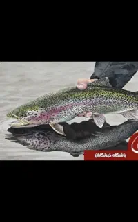 ماهی قزل الا