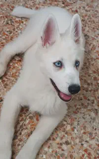 سگ هاسکی سفید