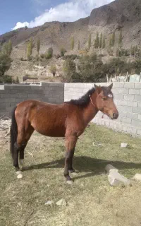 اسب سواری وباری