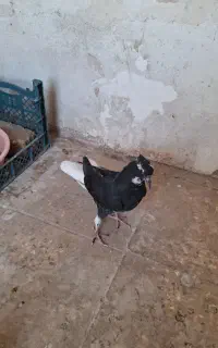 جوانه دم سفید ذات عطیقه
