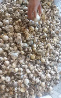 موسیر کشتی
