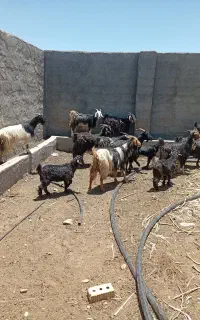 بز جوان