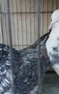 طوقی تیک پاره و قاره