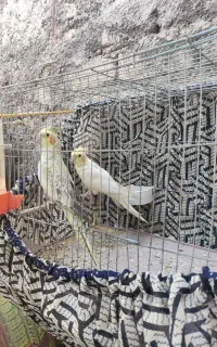 عروس هلندی