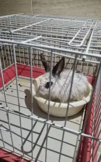 خرگوش