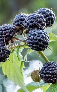 انواع مربای خونگی و ترشی جات