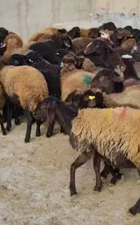 میش حامله رومانوف۱۰ راس