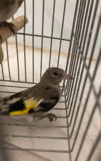 جوجه سهره