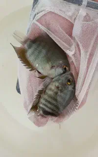 سورم سبز