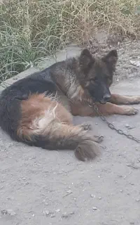 ژرمن ماده آماده جفتگیری