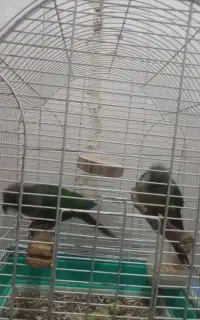 پرنده گیرینچیک