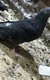 کفتر پرشی