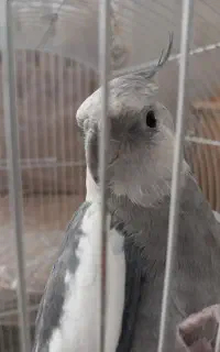عروس هلندی نر