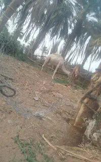 بچه شتر