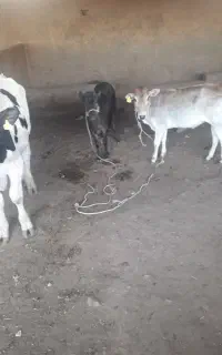 کارگر گاوداری