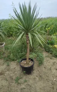 گل و گیاه