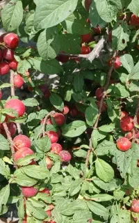 خدمات باغبانی سمپاشی .تیلر .کولش باغ وپای درختان