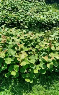 نهال کیوی درجه یک تعداد بالا