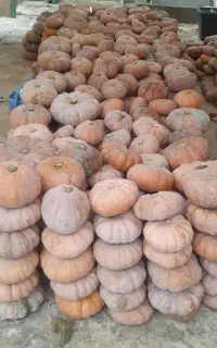 کدو انجیری