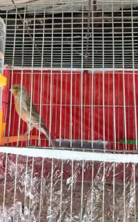 قناری چغندری