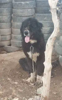 سگ قدرجونی اصیل