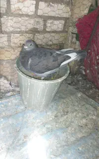 کفتر پلاکی جفتی مسافت بلند جاناردن