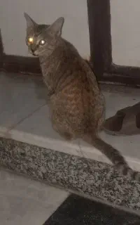 گربه اهلی