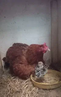 جوجه بوقلمون