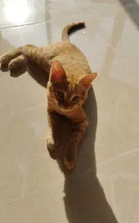 واگذاری گربه نارنجی