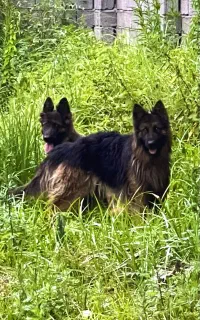 ژرمن شولاین