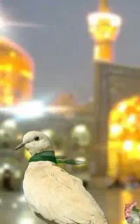 تور زیارتی مشهد