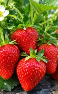 توت‌فرنگی درشت، خوش‌رنگ و پربار می‌خوای