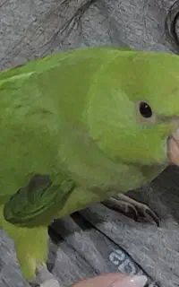 طوطی