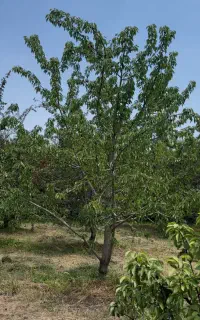 چیدن میوه
