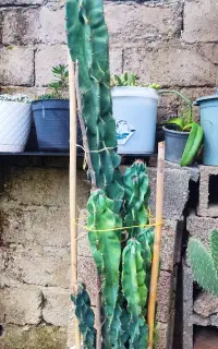 کاکتوس صخره‌ای کلکسیونی و خاص (۳ ساله، ۷ پاجوش)