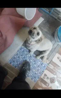 واگذاری سگ همه باهم