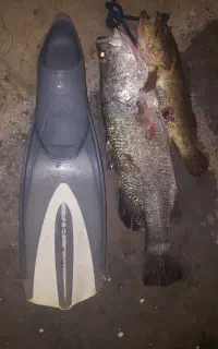 طعمه ماهیگیری م*ر*ک*ب