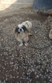 سگ پاکوتا نژاد دار